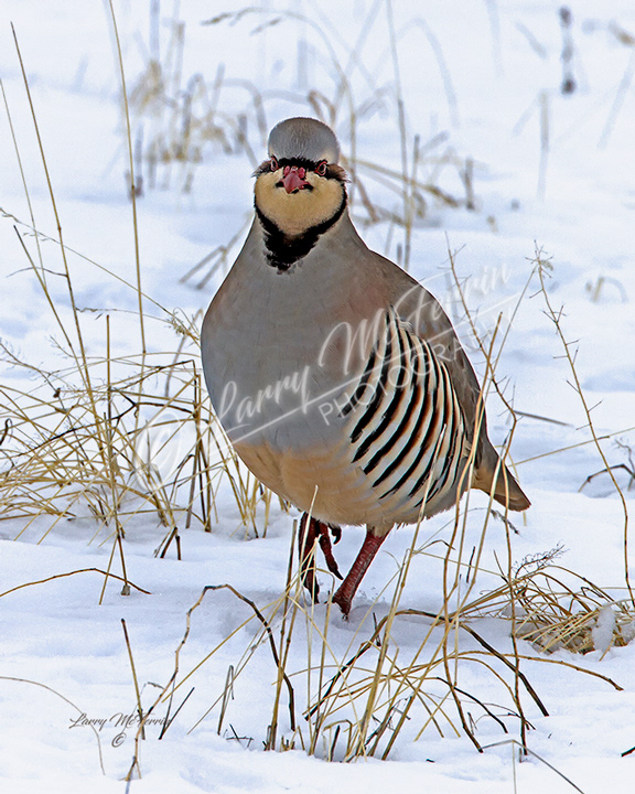 Chukar - Image 1709