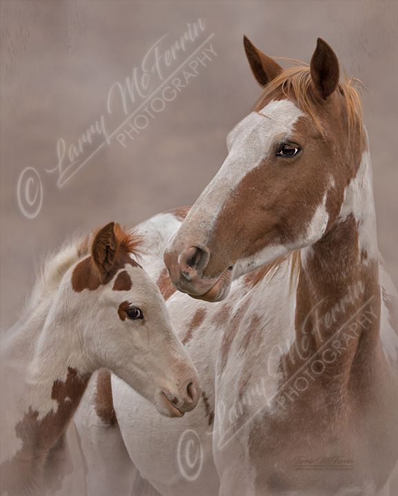 Gypsy and Foal, S Steens Mustangs, Oregon - Image 5857DA