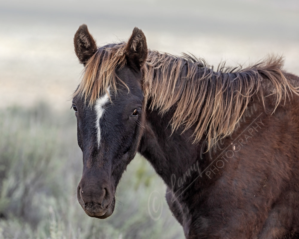Stryker - S. Steens HMA Stallion - Image #7472