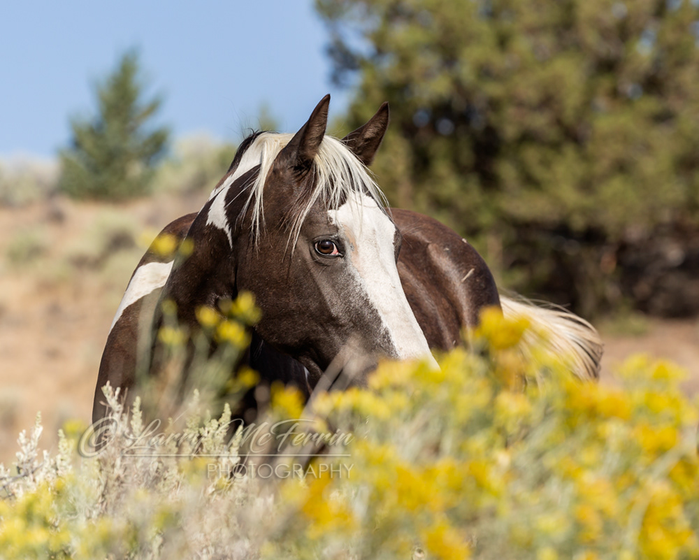 Evantra - S. Steens HMA Filly - Image #1247