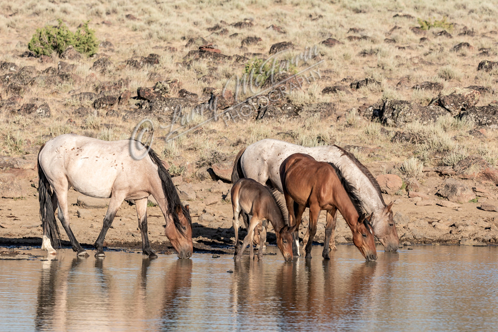 Lauserica Band, - S. Steens HMA - Image #0771