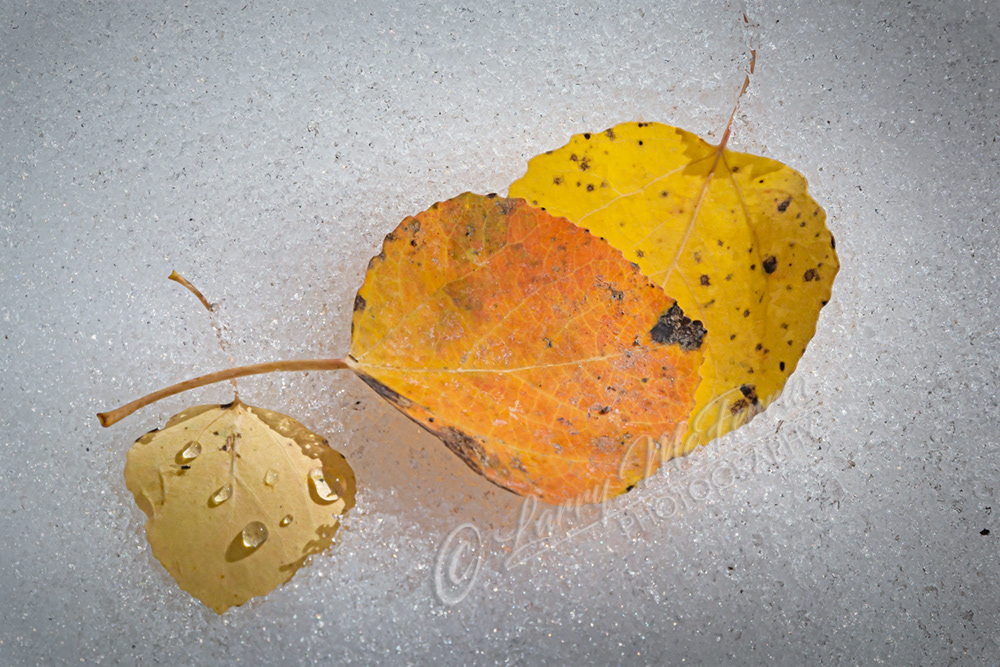 Aspen Leaves, Steens Mountain, Oregon - Image #5204
