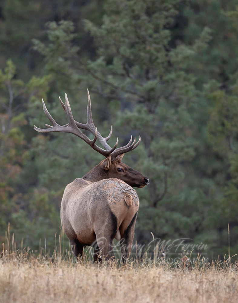 Montana Bull Elk - Image 5485