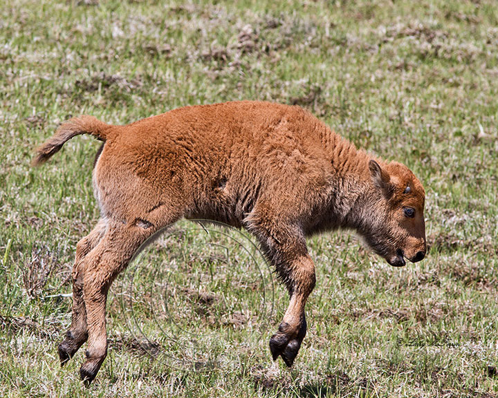 American Bison "Red Dog" - Image 0523