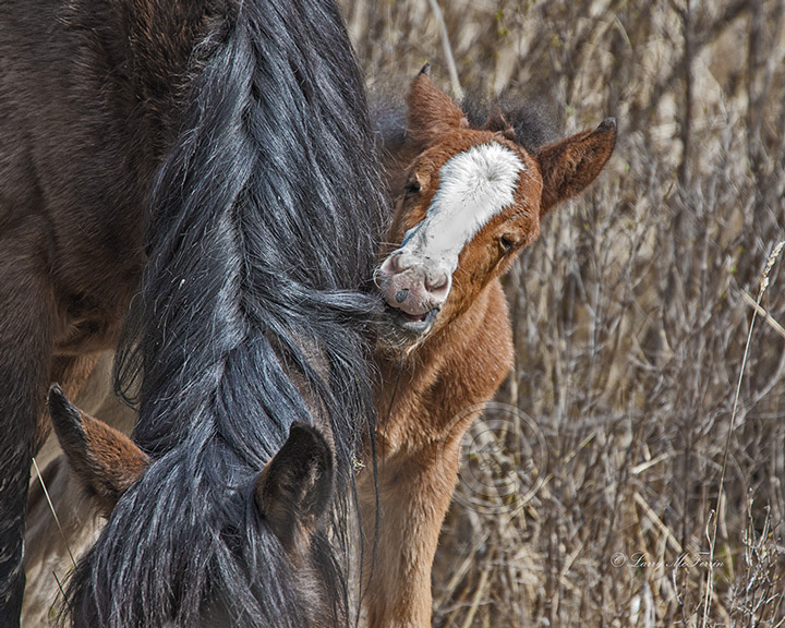 Big Summit Territory Wild Foal - Image #4908