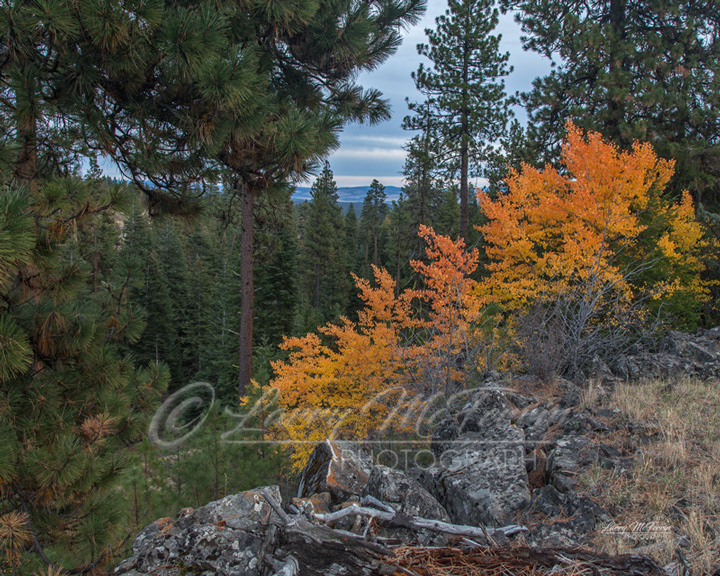 Aspen Blaze, Crook County, Oregon - Image #3690