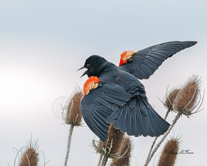Red-winged Blackbird - Image 0245