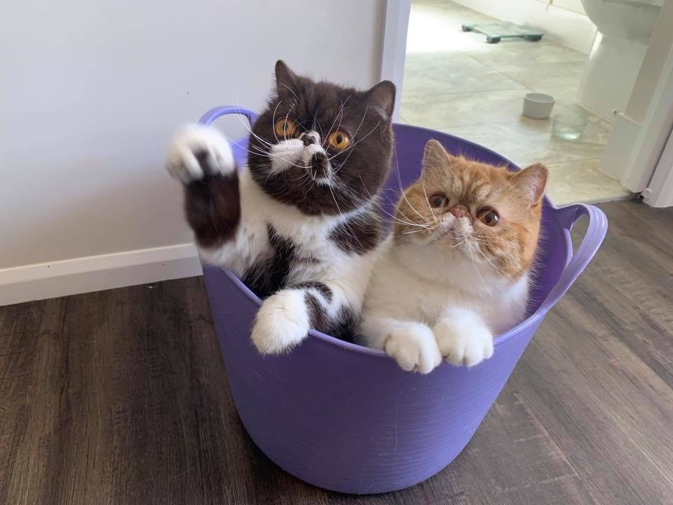Foto: Beaufeline Exotics & Persians