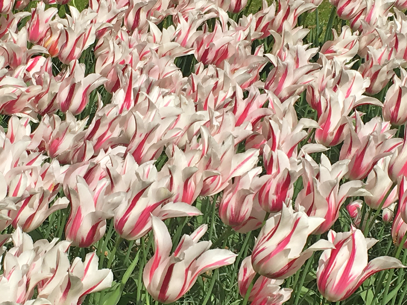 Keukenhof, Países Baixos, 2018