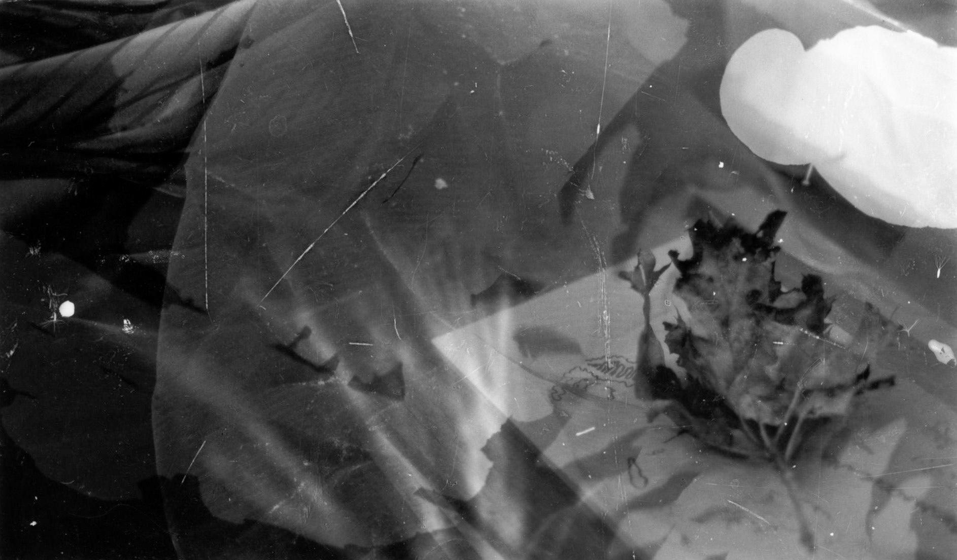 Untitled. Photogram Collage. Variable. 2020.