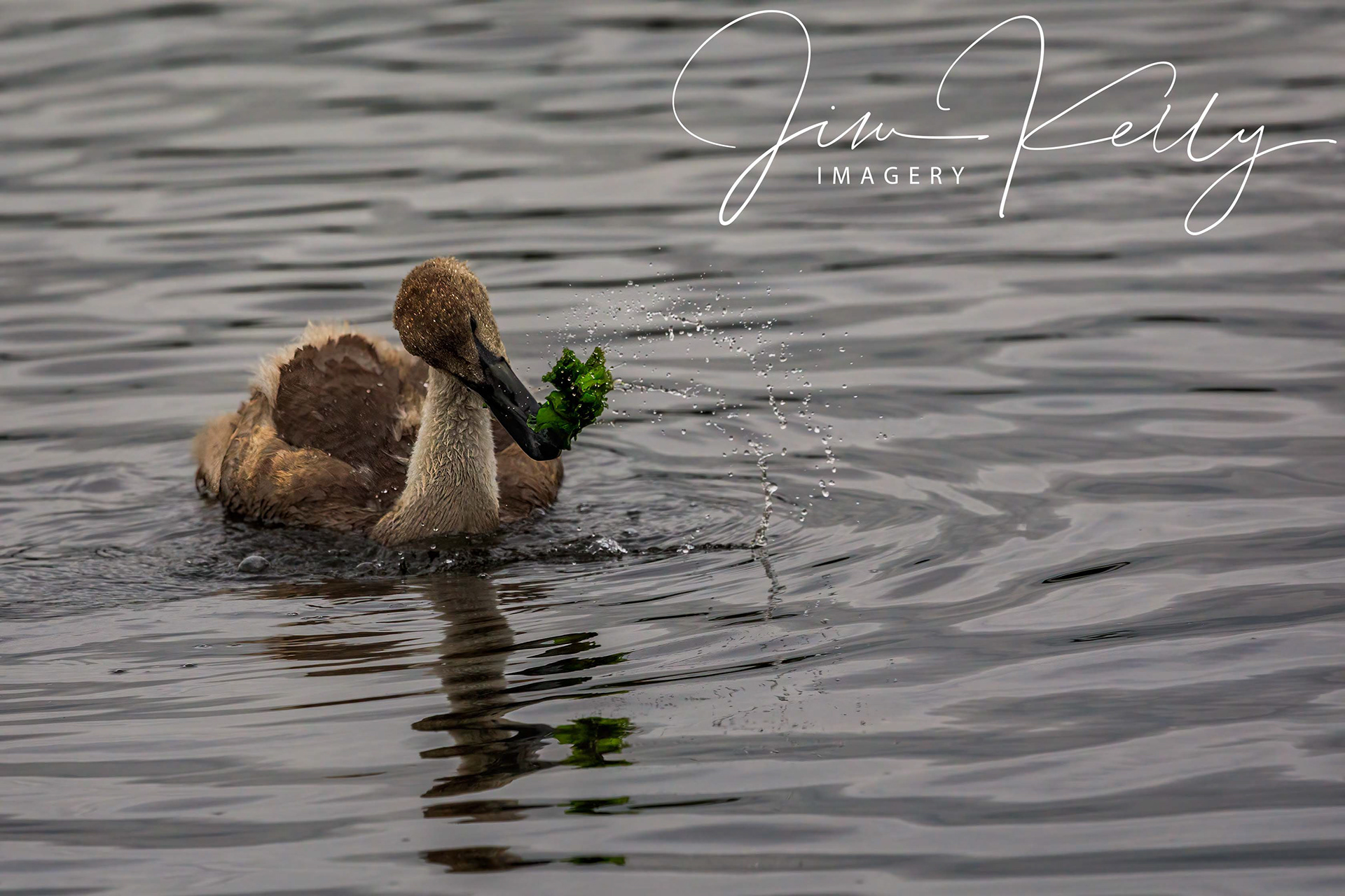 Too Much Water on My Food (Ref: DIG16933)