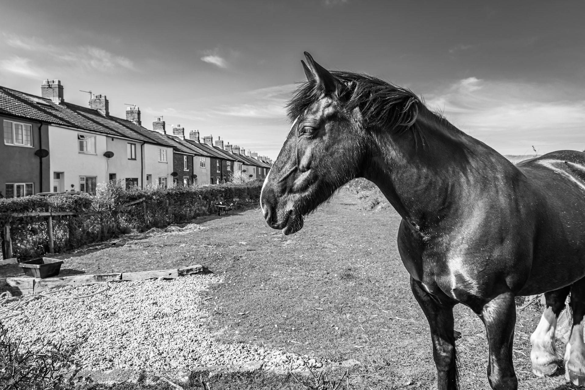 Equine Street