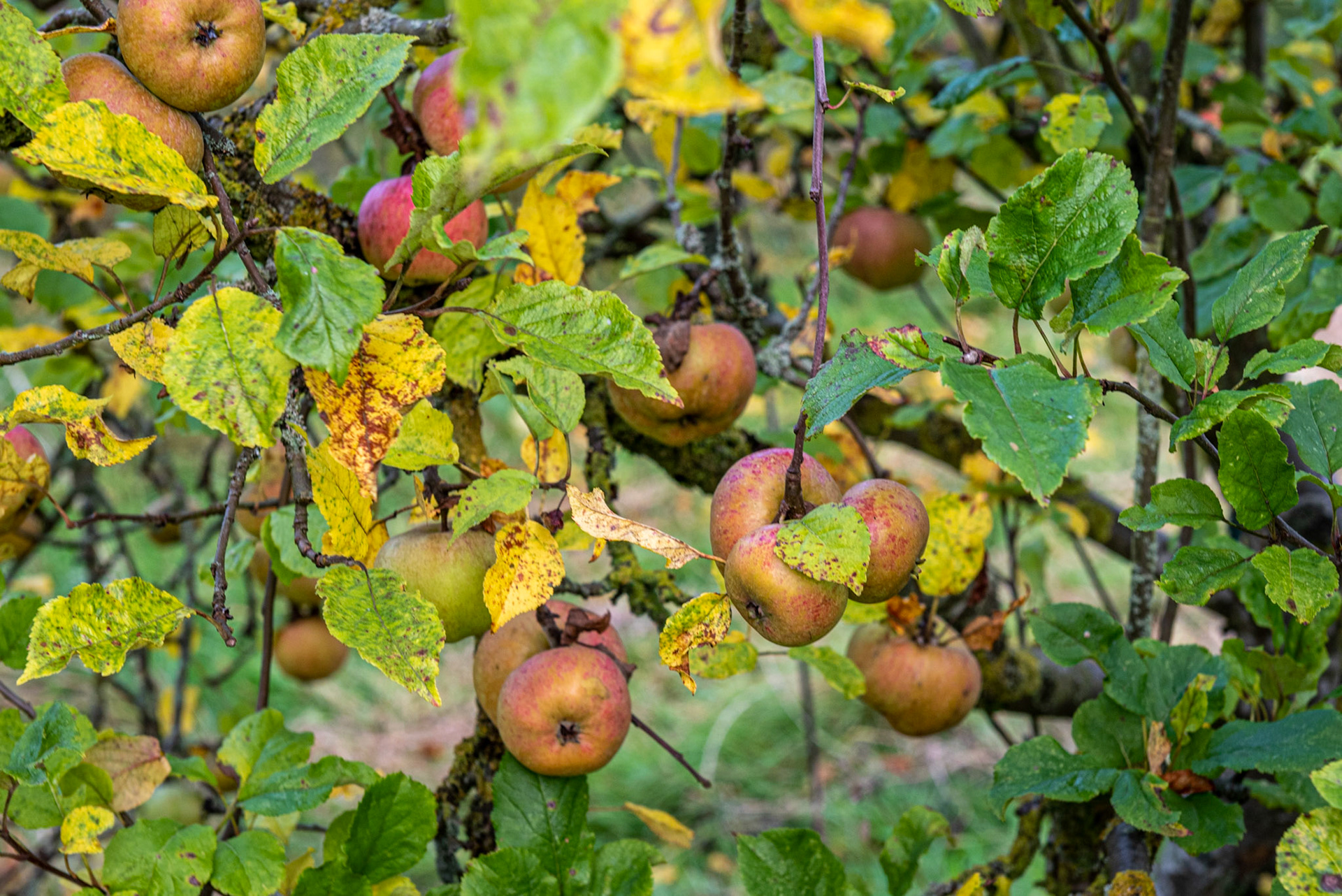 Autumn