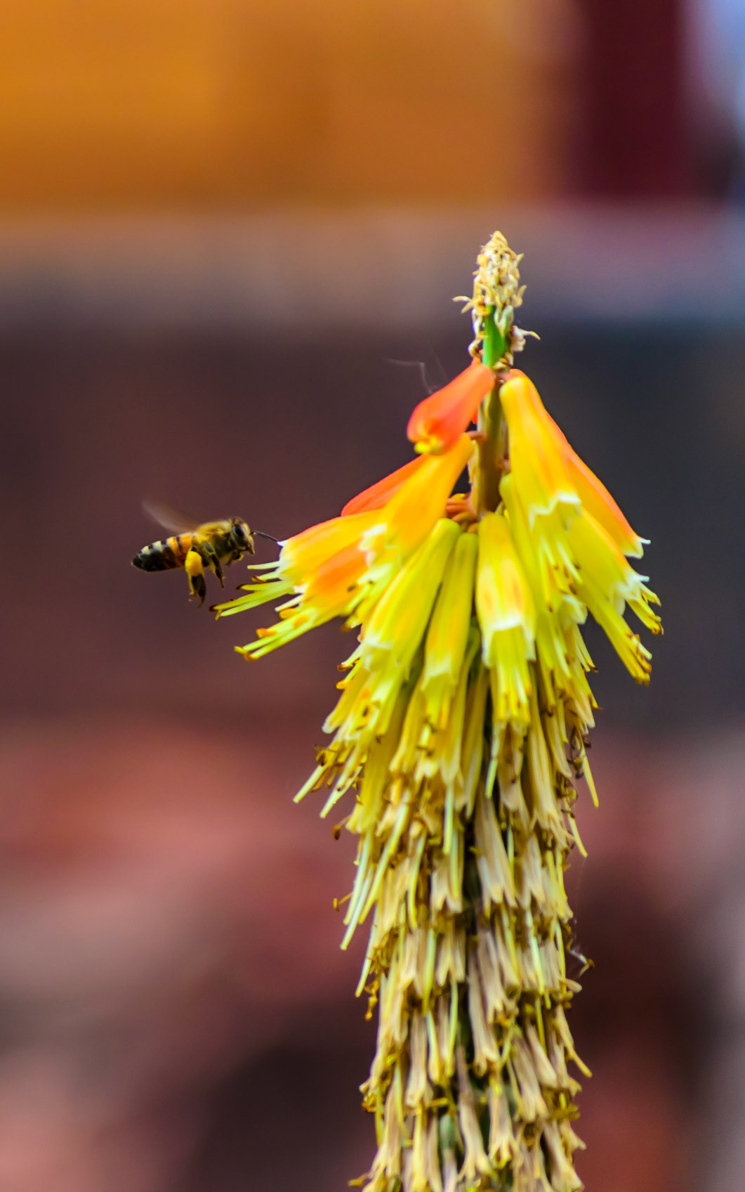 bzzzz