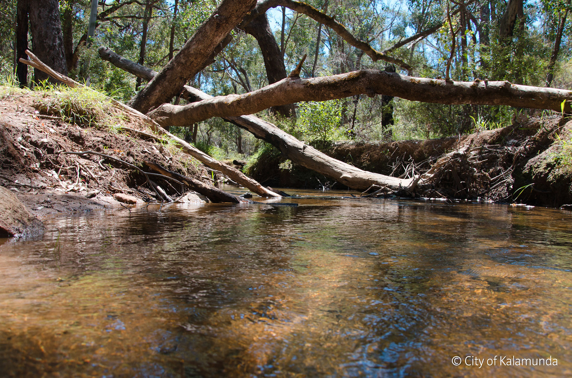 Piesse Brook