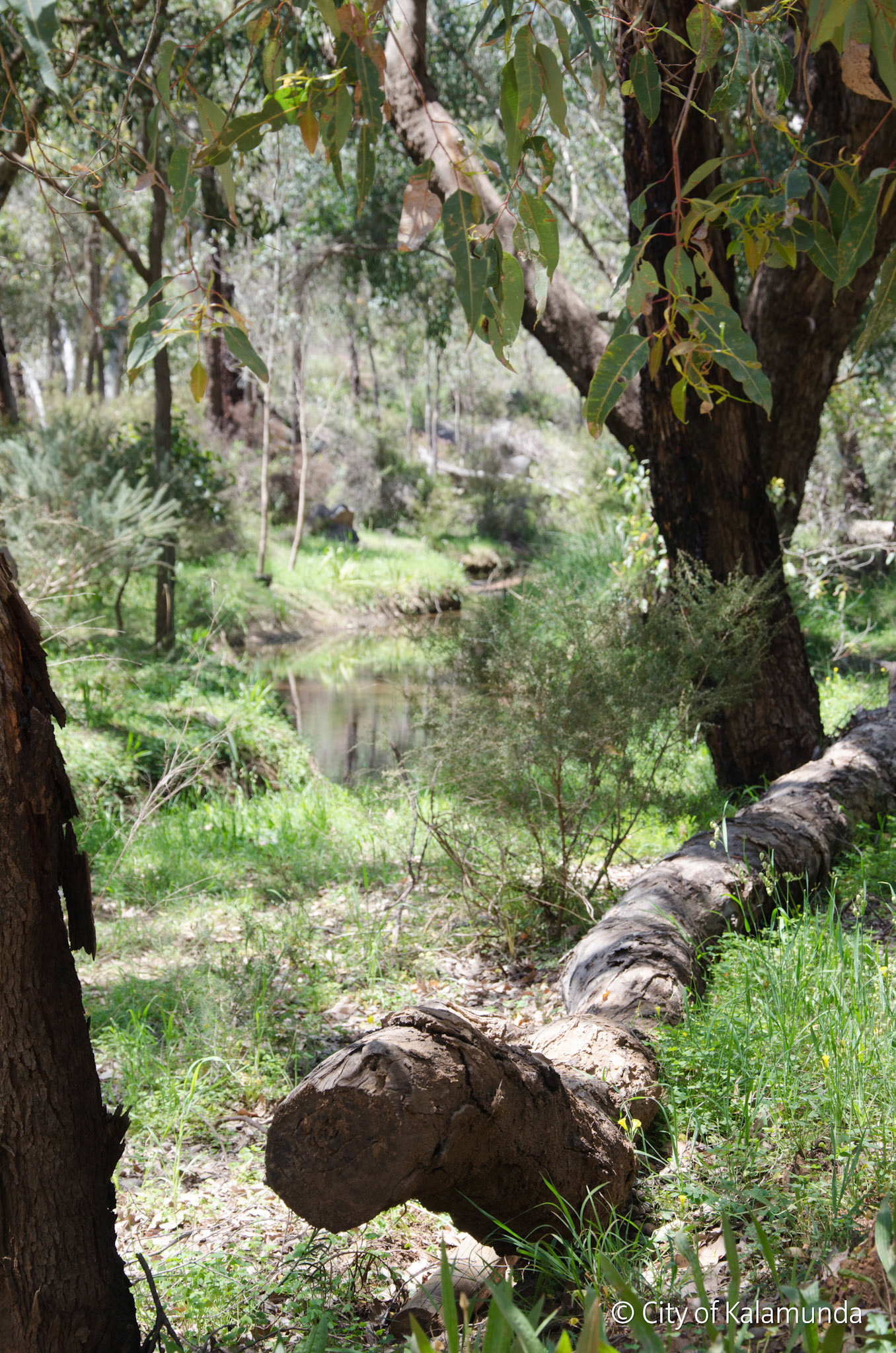 Piesse Brook