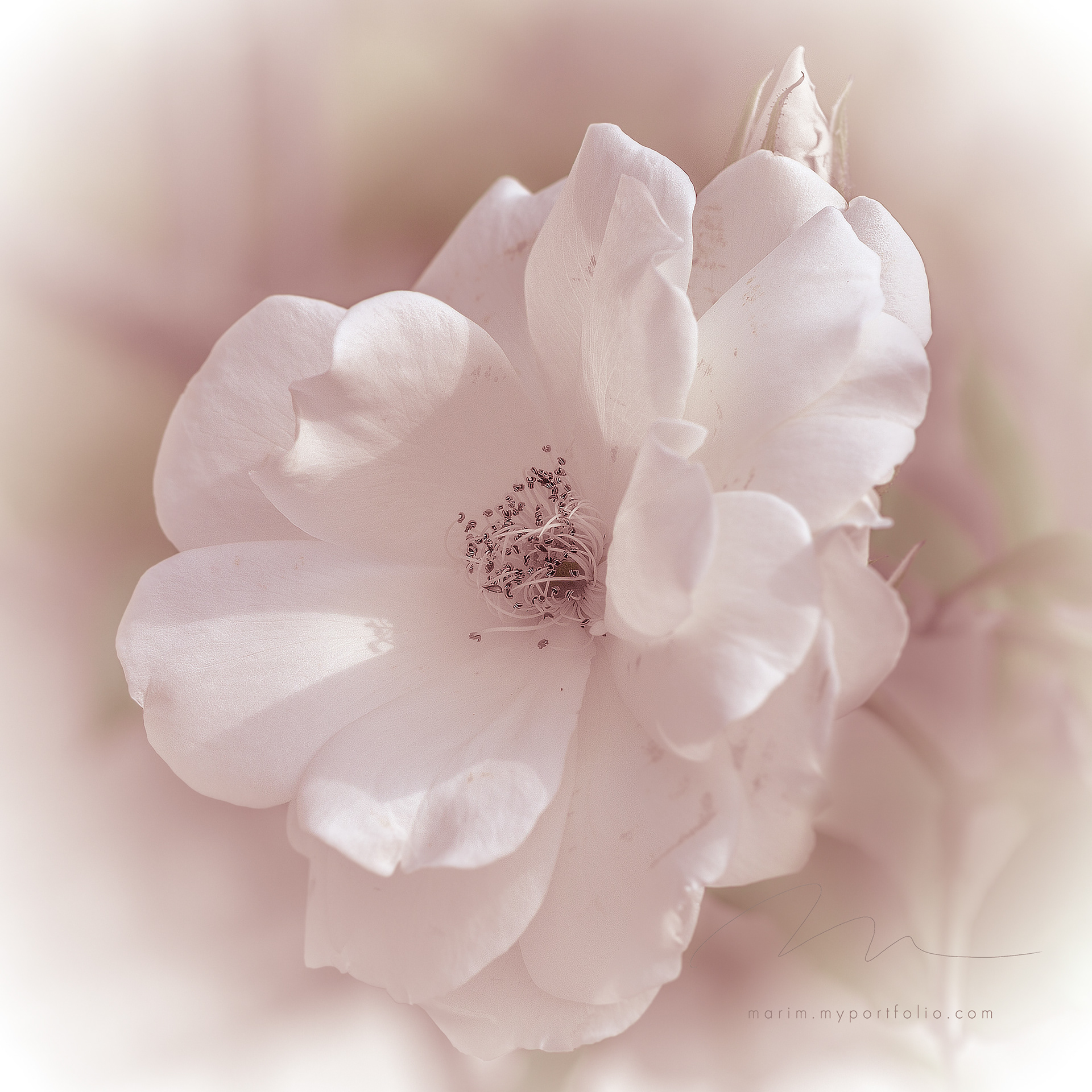 An Iceberg rose bloom and a bud