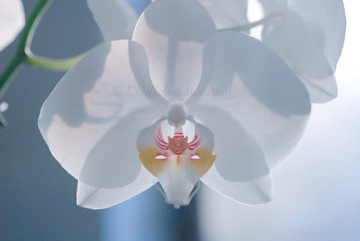 sera publié dans le courant du mois d'août 2019