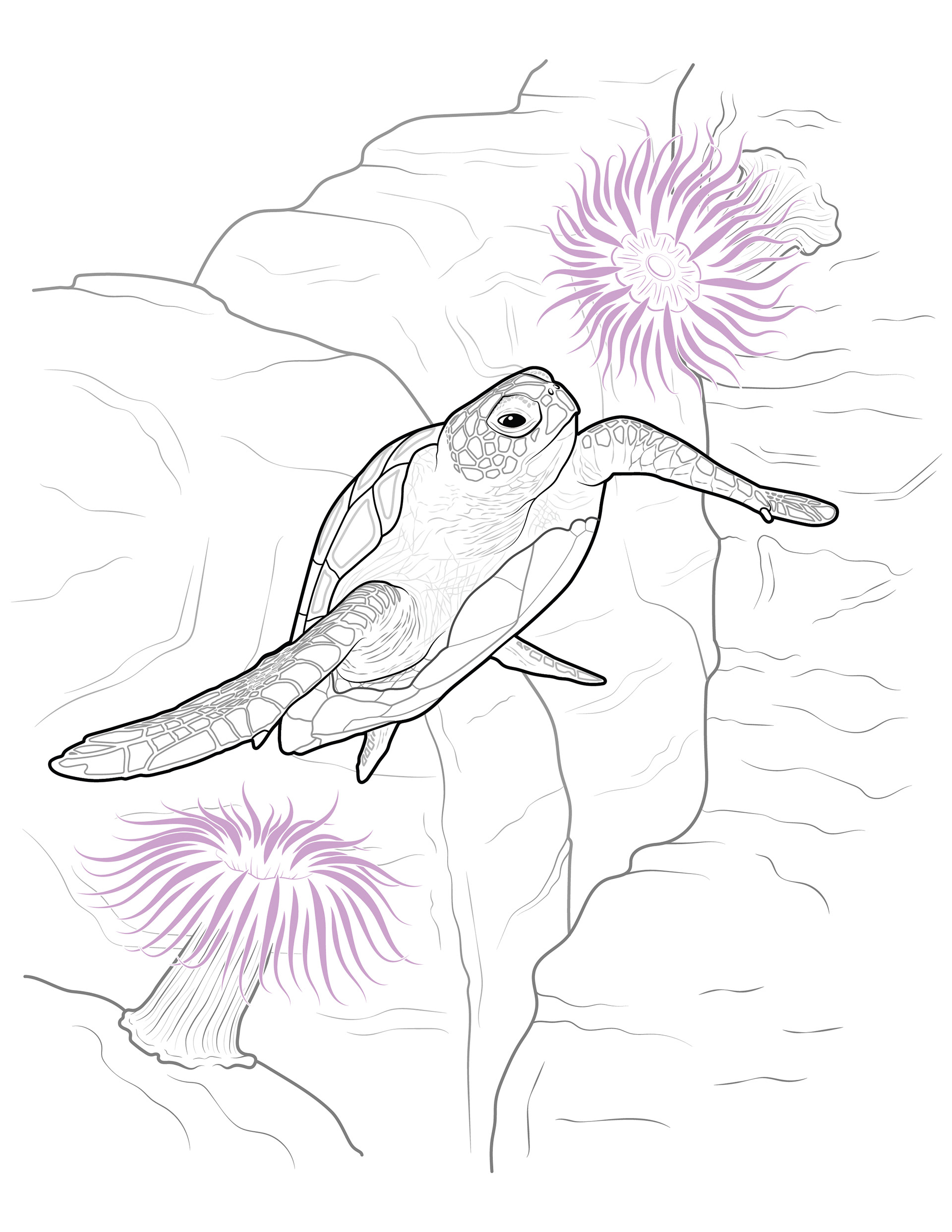 A Lovely Turt