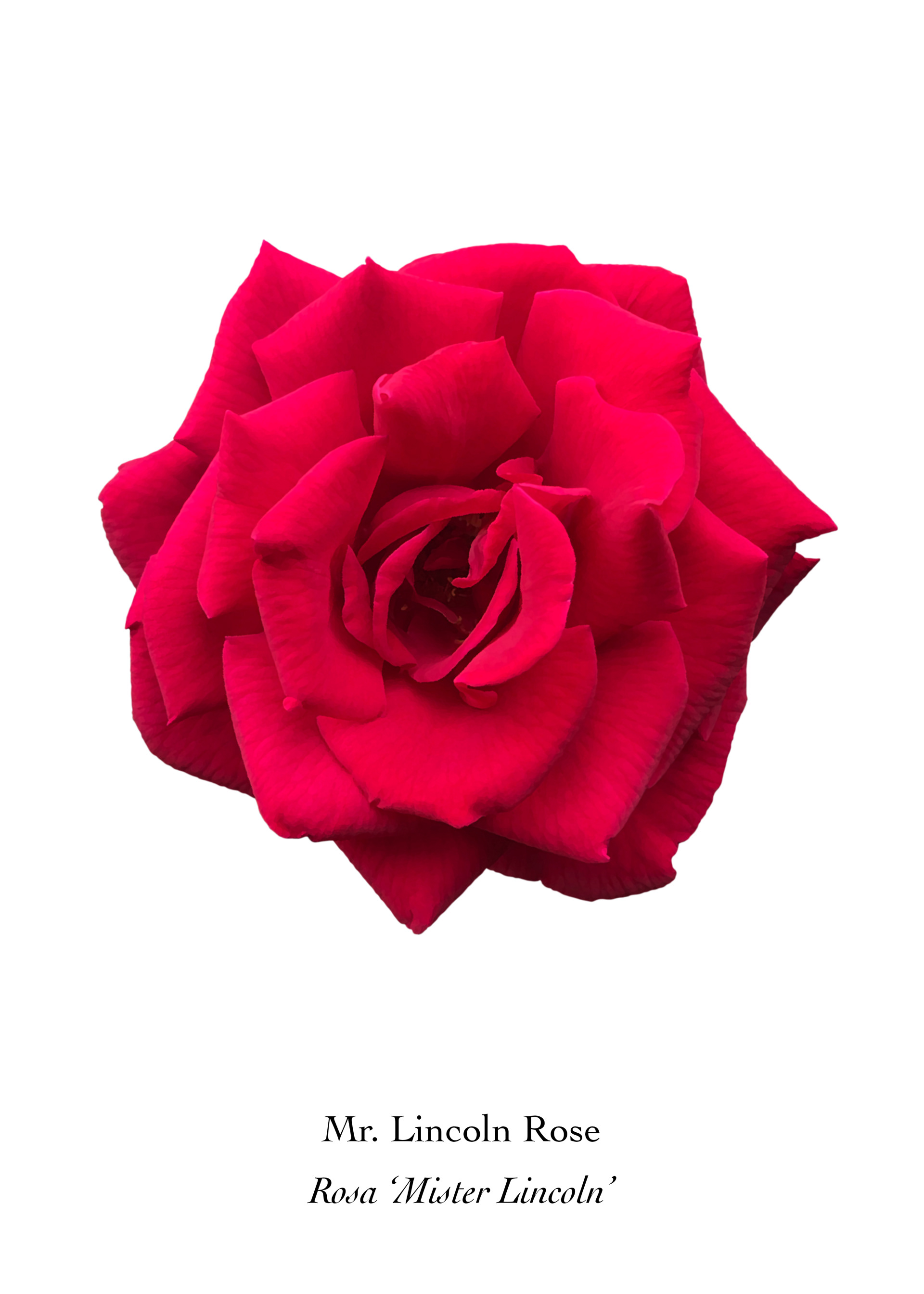 Available at: https://displate.com/displate/1527594