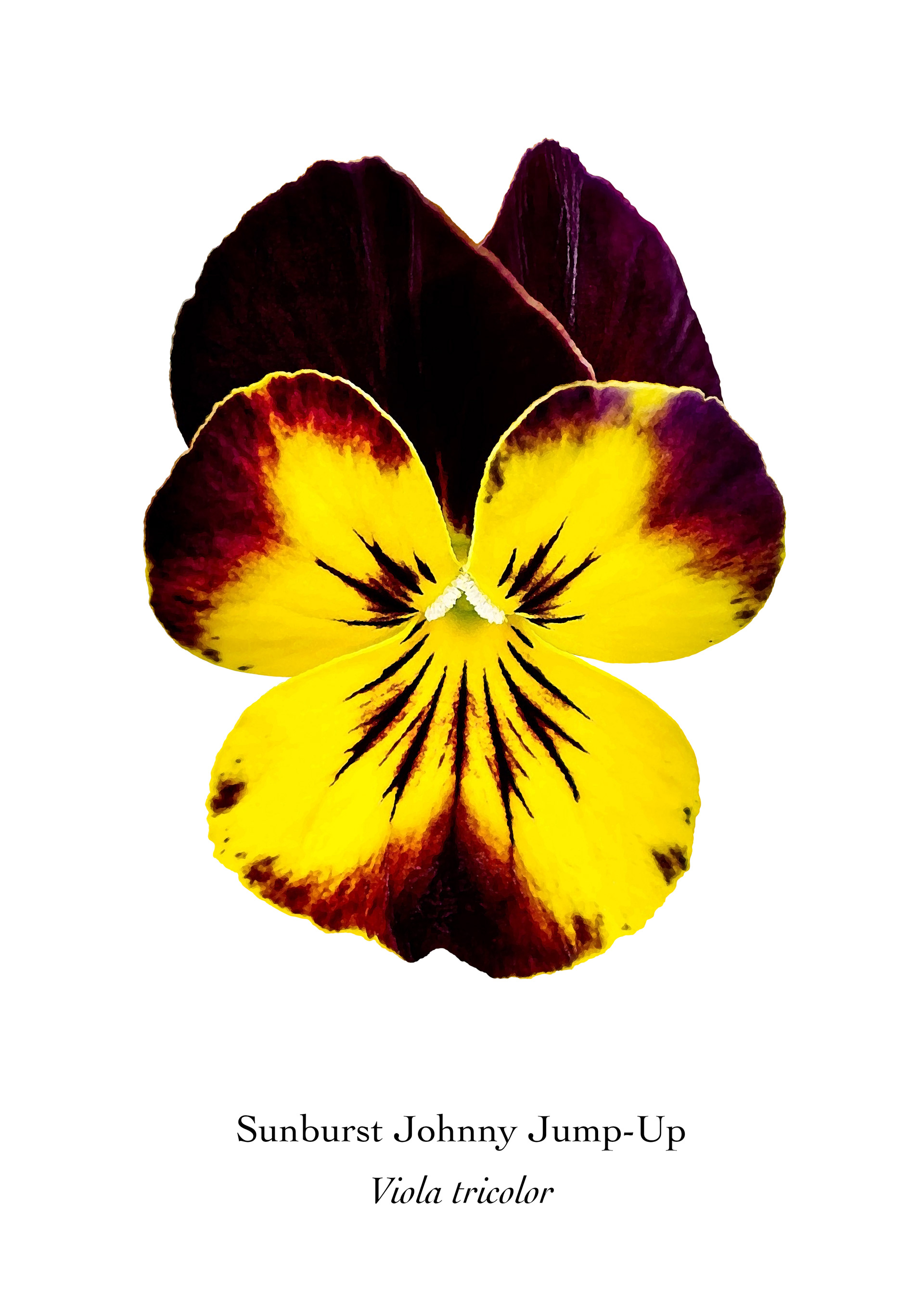 Available at: https://displate.com/displate/1719870