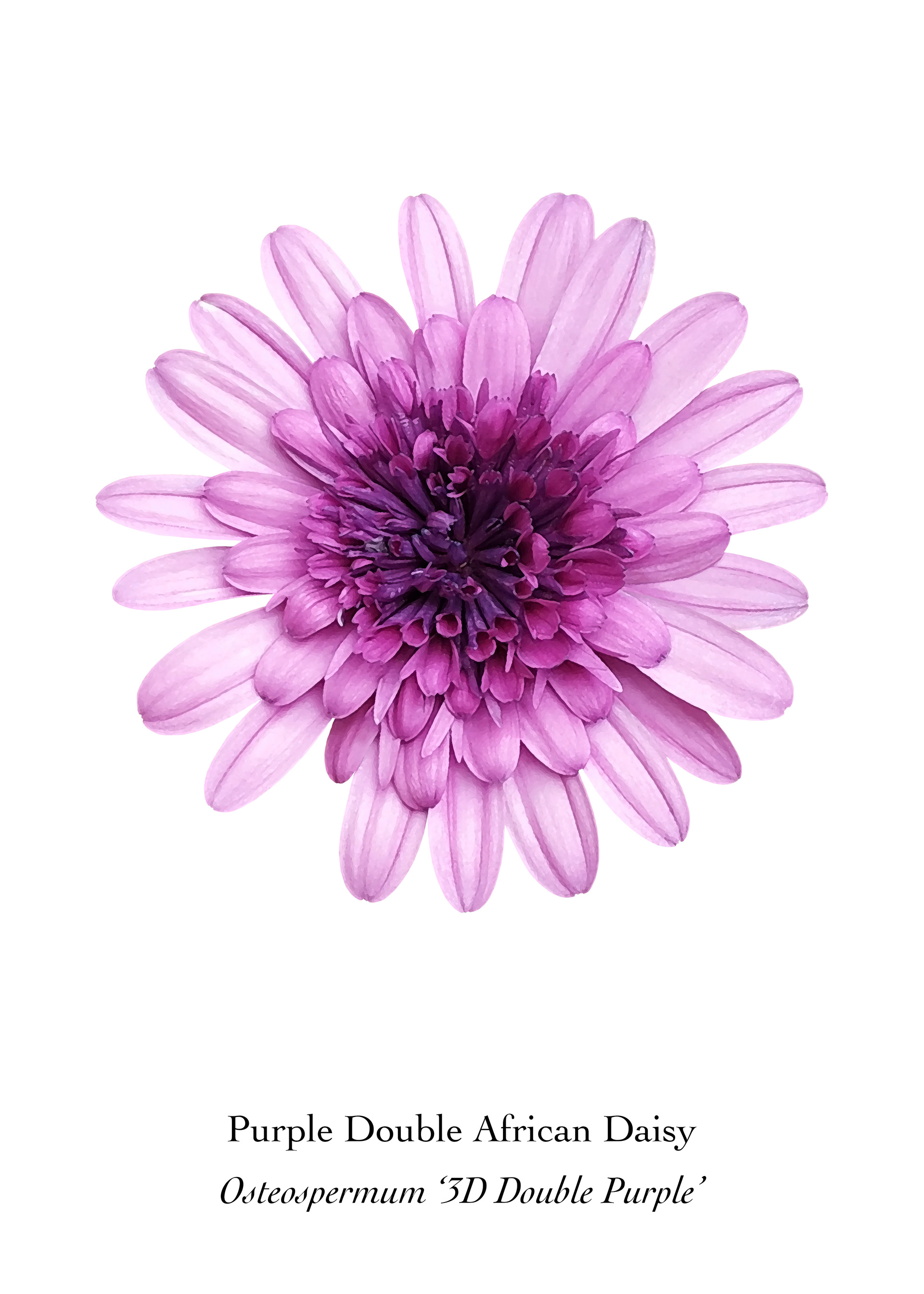 Available at: https://displate.com/displate/1715959