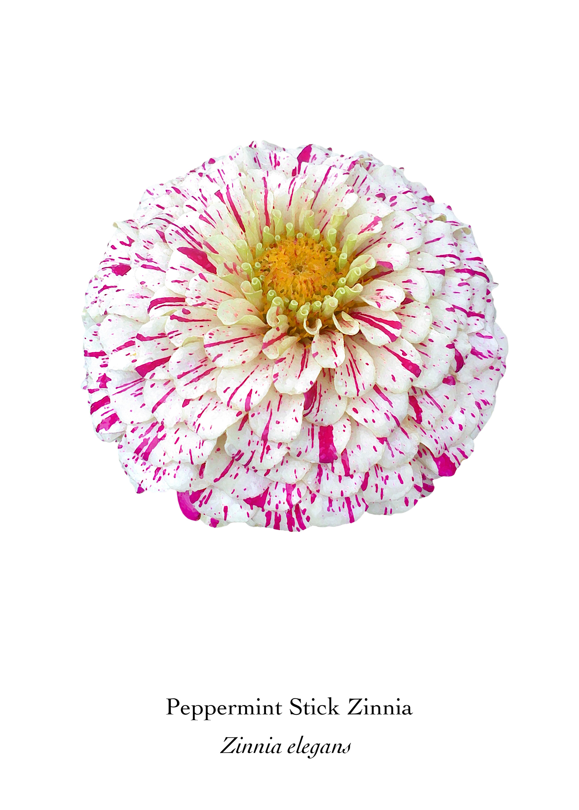 Available at: https://displate.com/displate/1437434