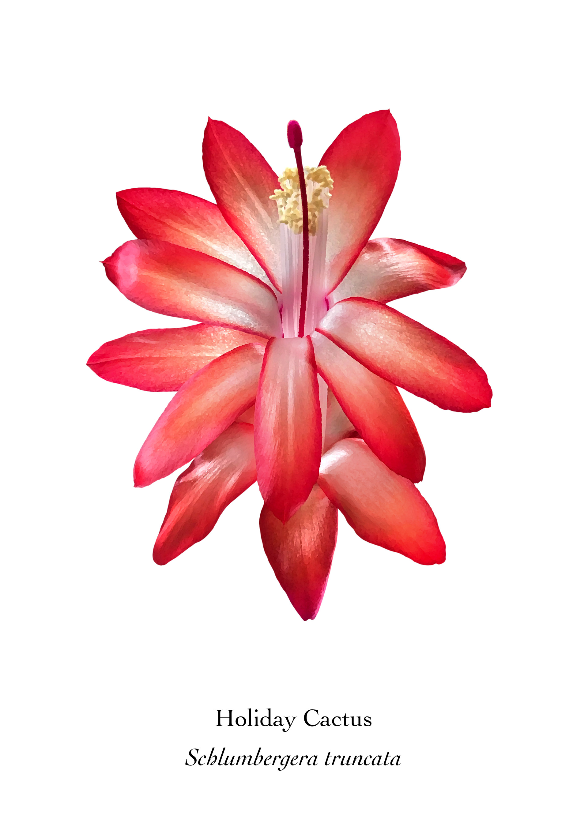 Available at: https://displate.com/displate/1526614