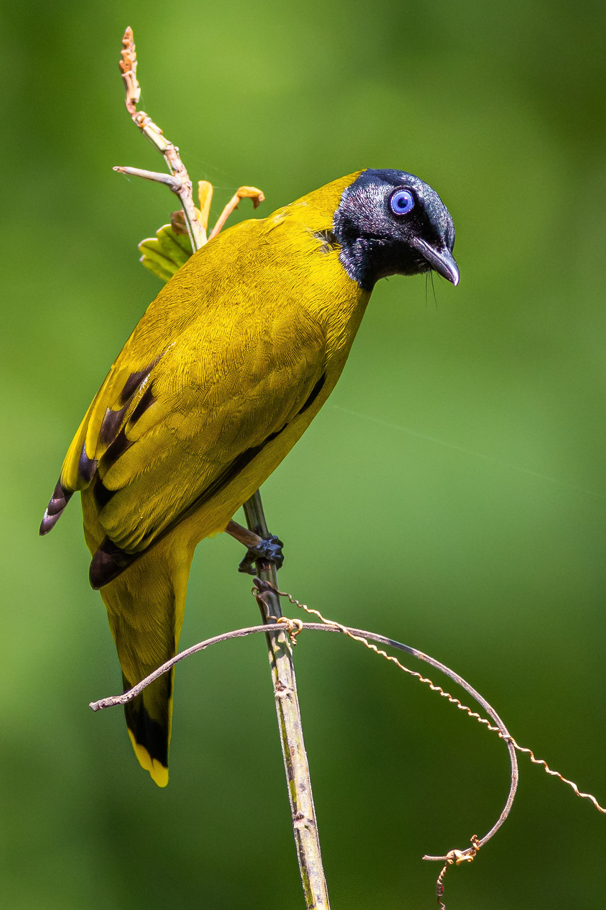 Black-headed Bulbul