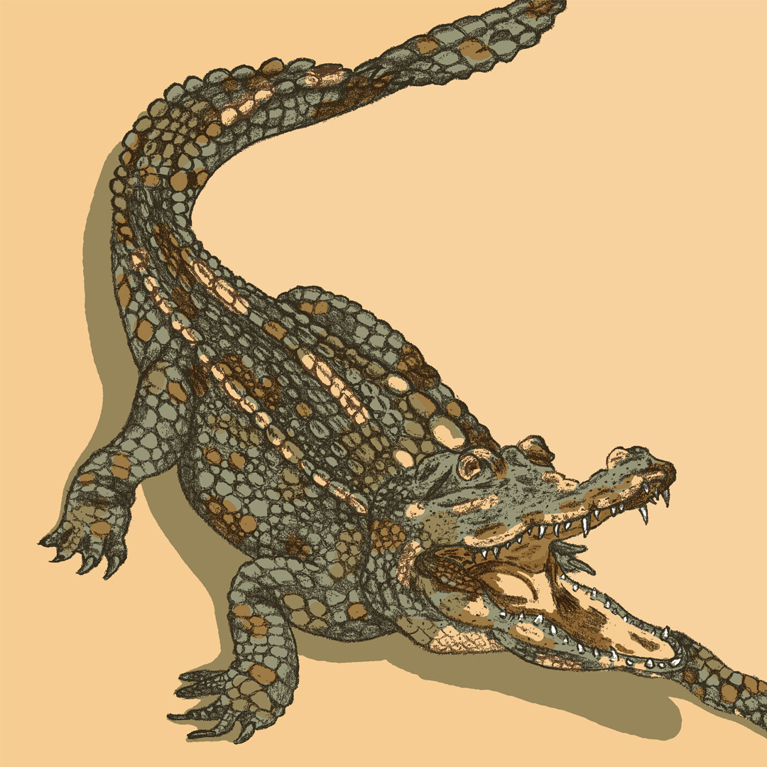 Crocodile