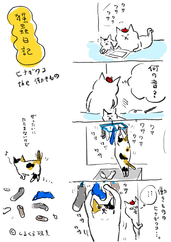 猫蟲日記017