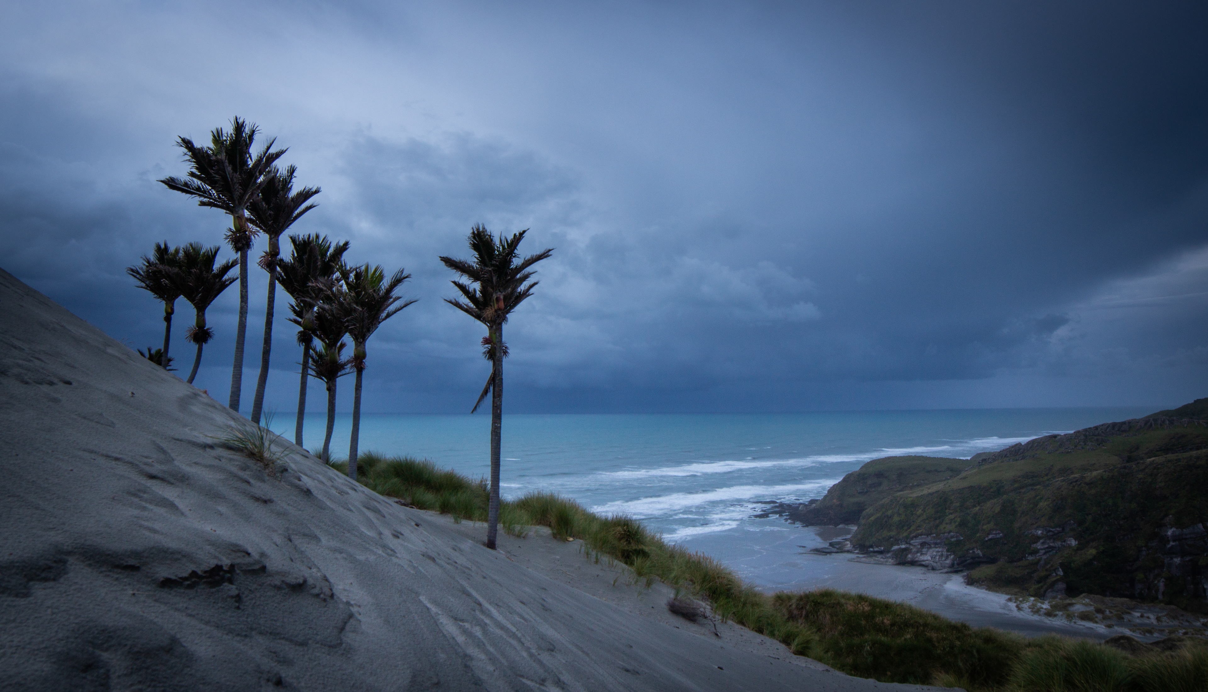 Nikau's and pending storm; Kaihoka Beach