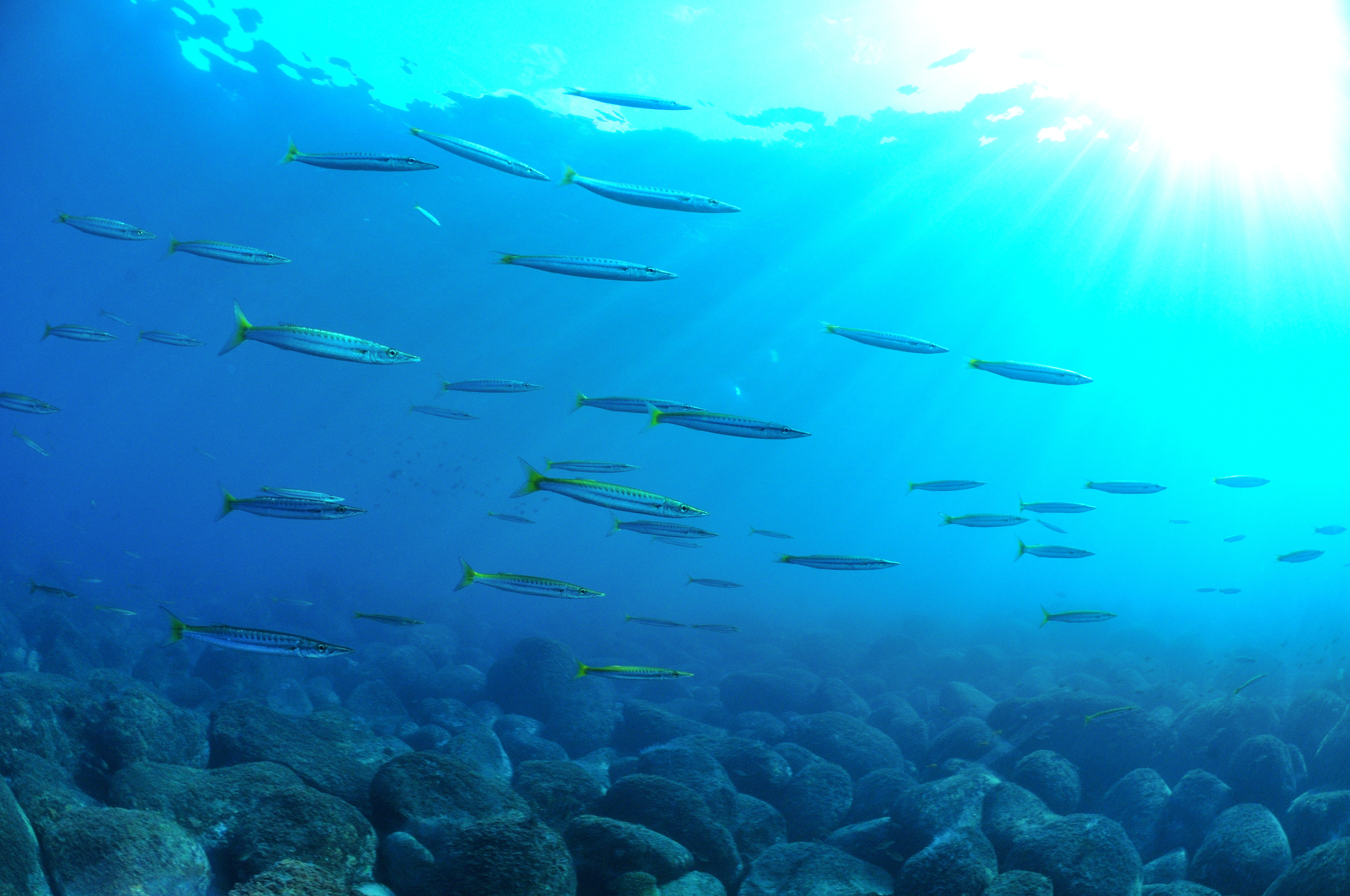 tomihara design トミハラデザイン osezaki underwater