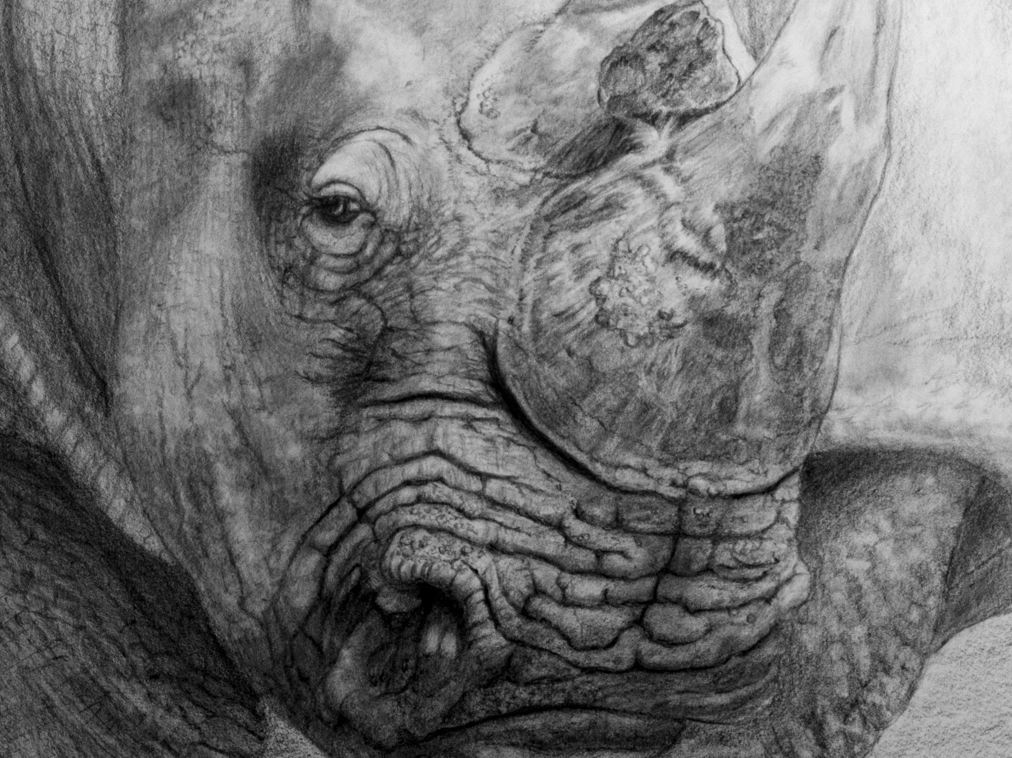 Rhino рисунок