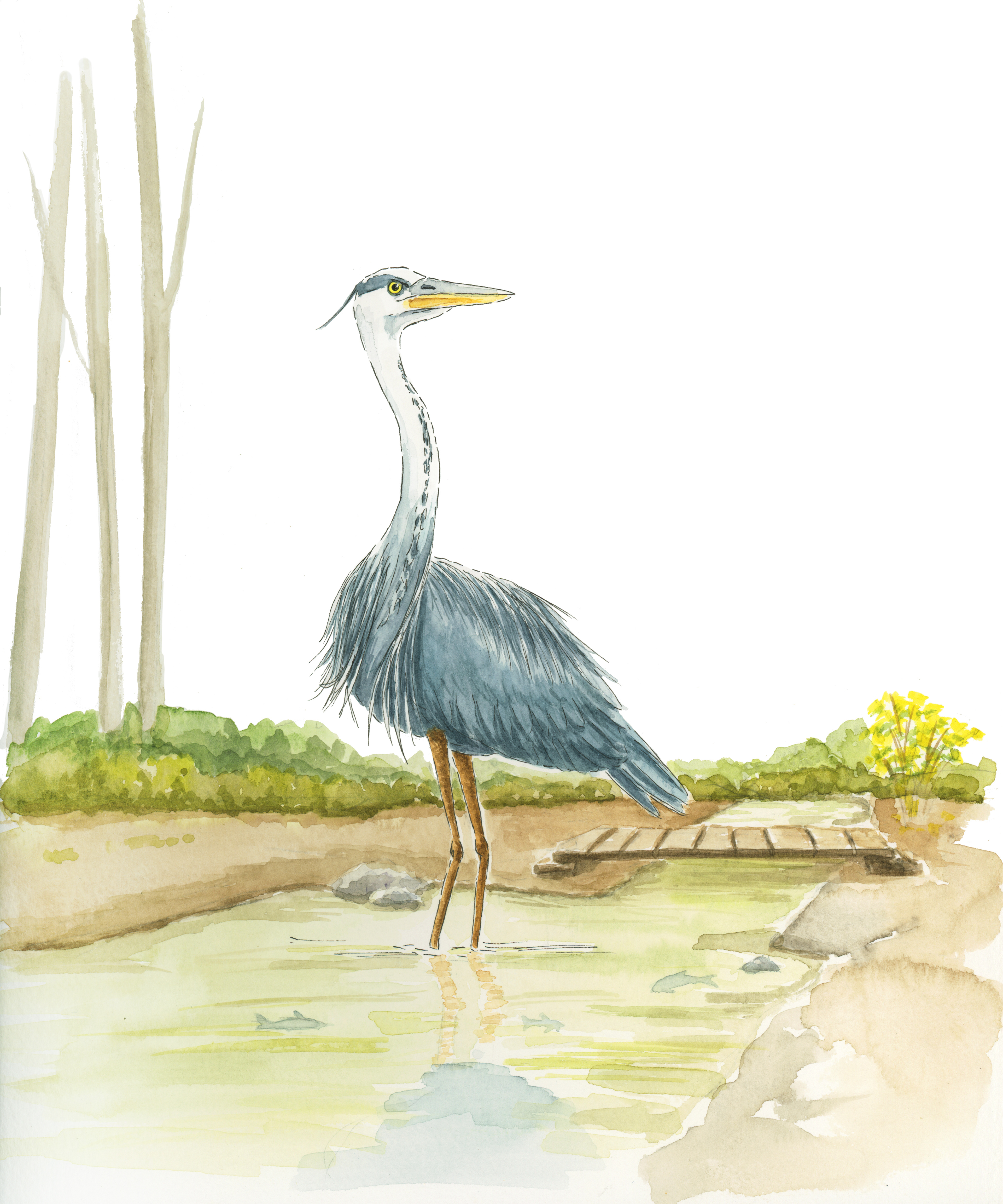 Great Blue Heron