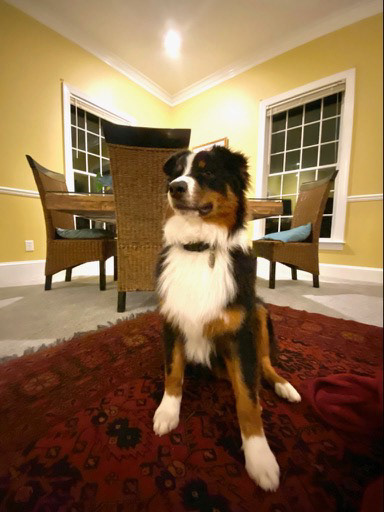 Bodie (Reggie) in Troy, AL
