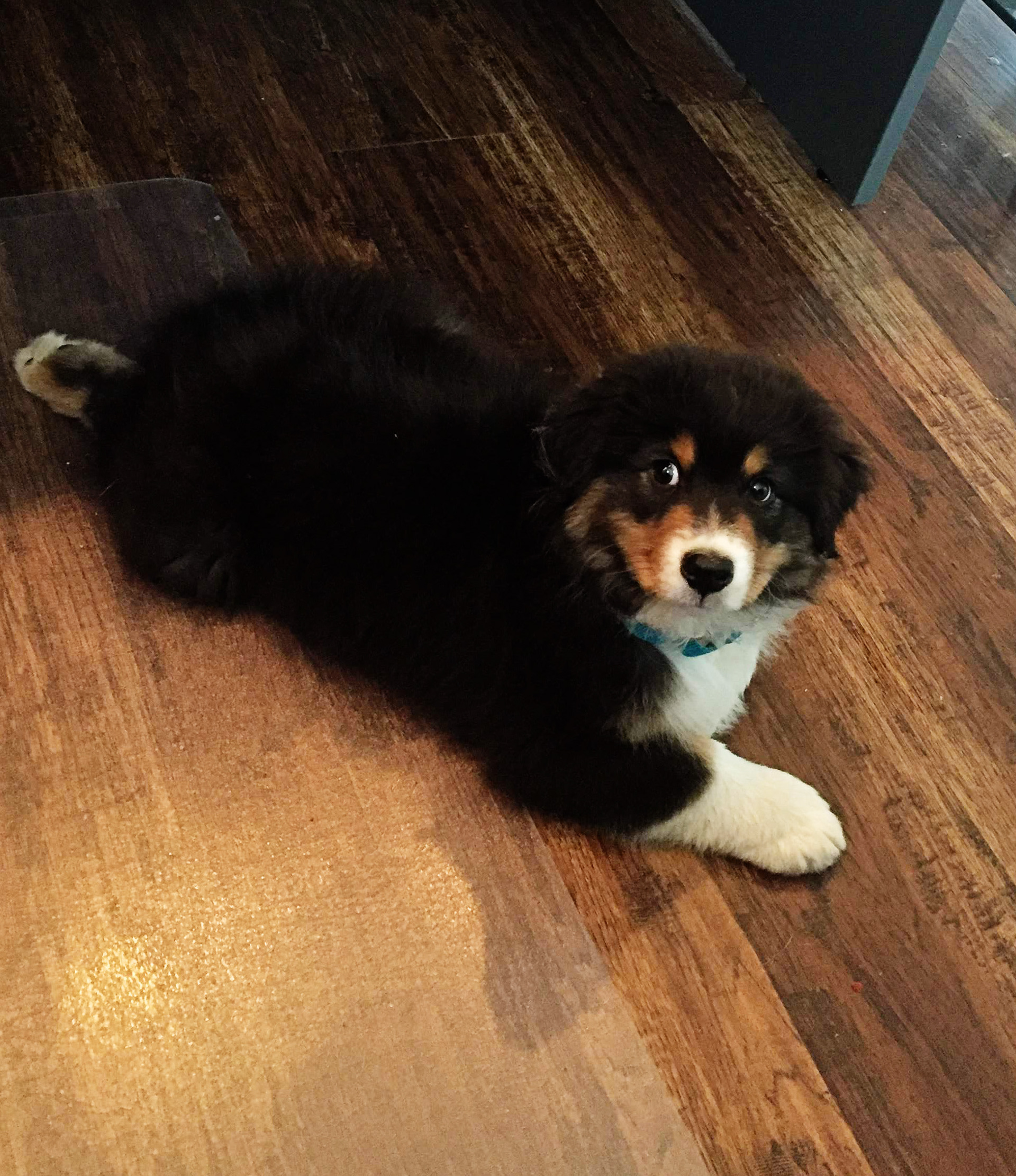 Bring your puppy to work day