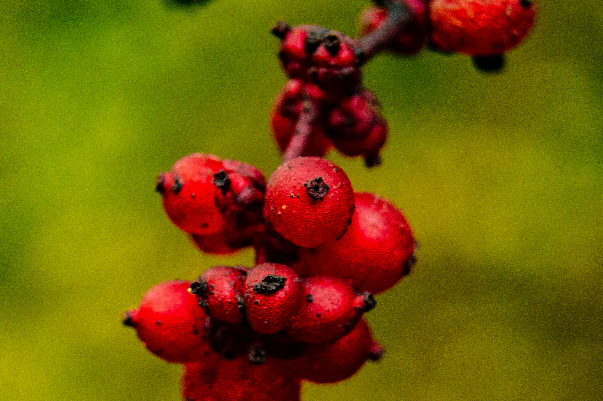Rose hips seen along Edmond Marsh Trail, Dupont, WA