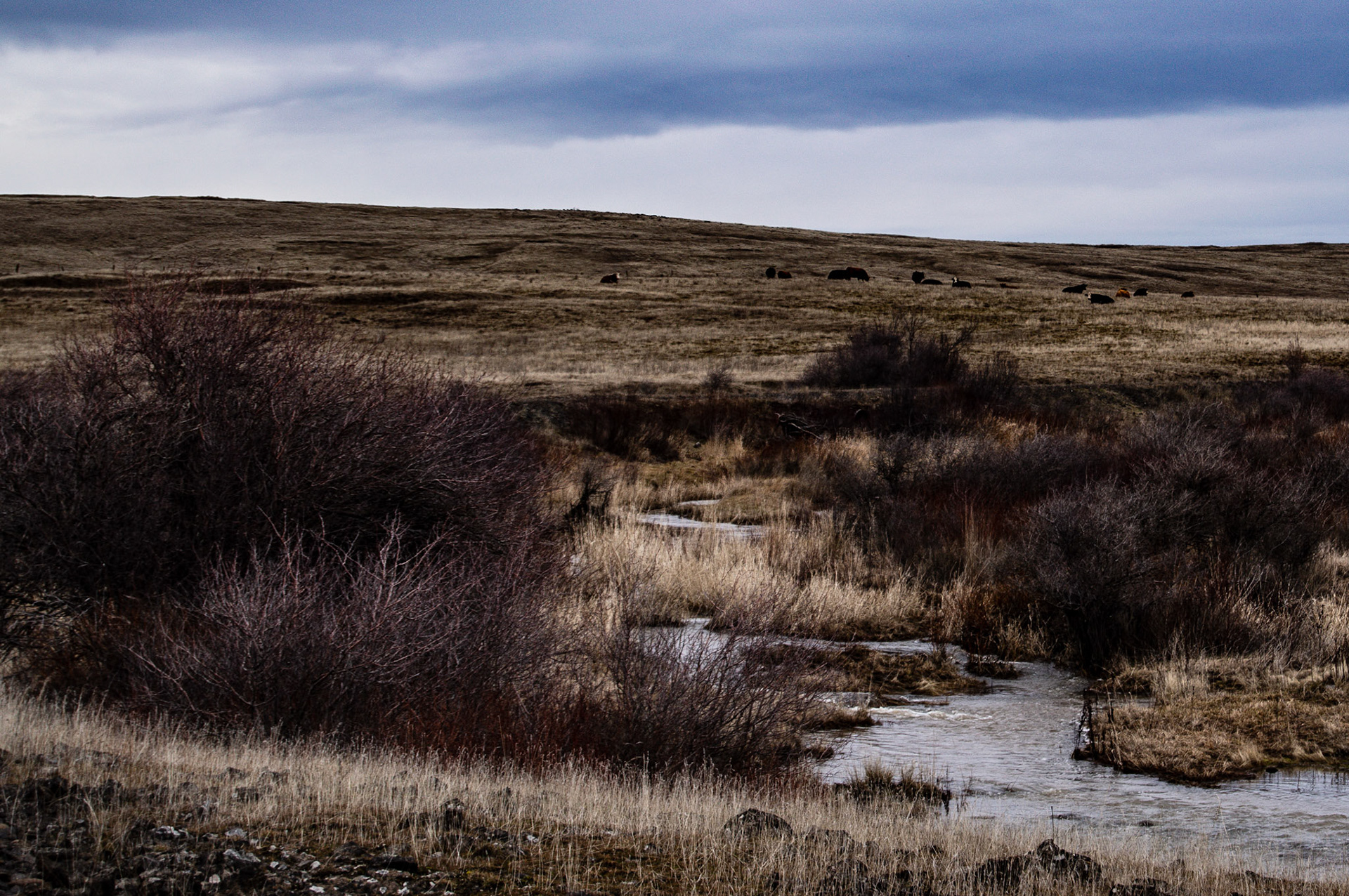 View along Swale Canyon Trail, Klickitat County, WA