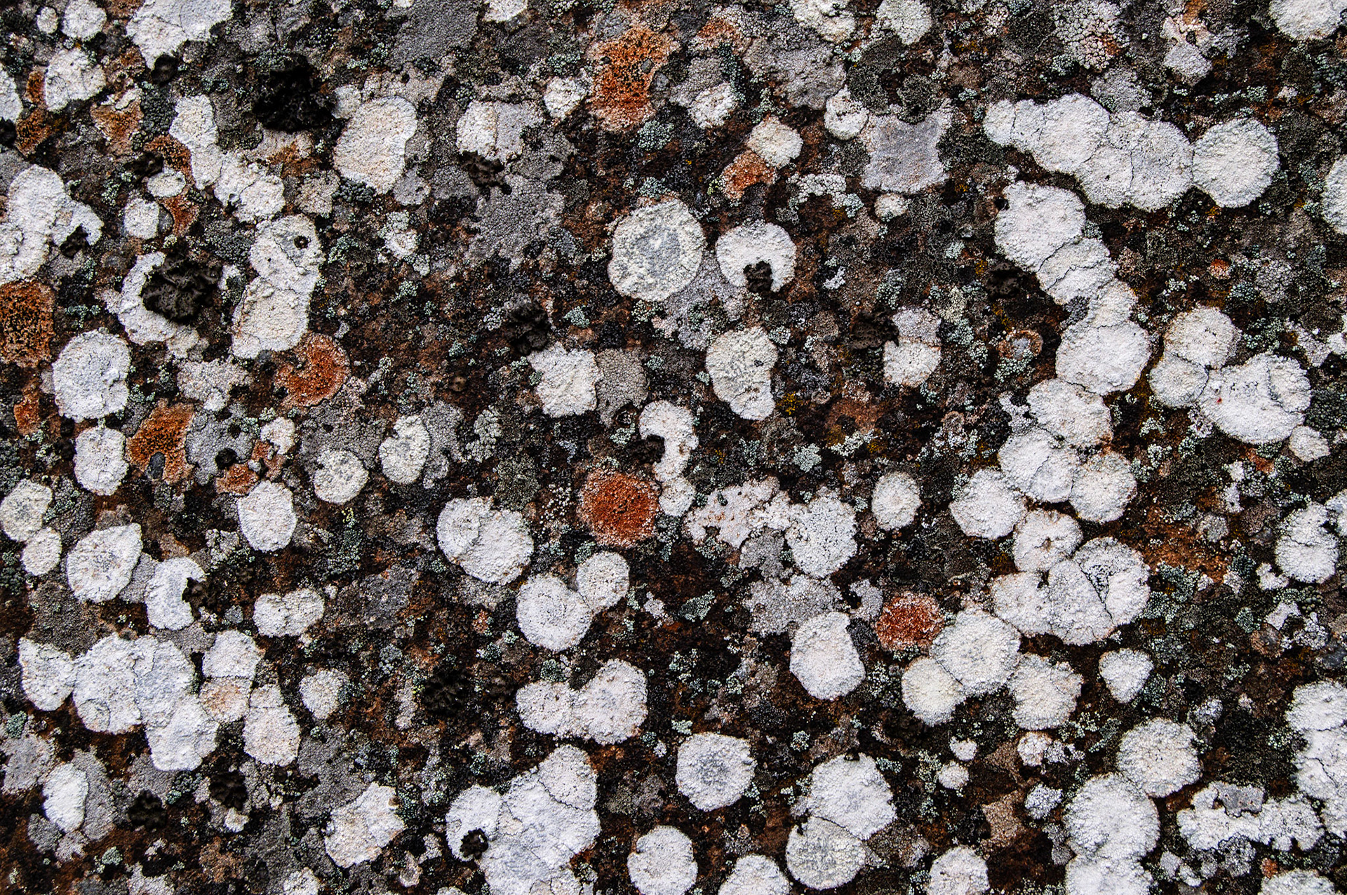 Lichen on a rock along Swale Canyon Trail, Klickitat County, WA