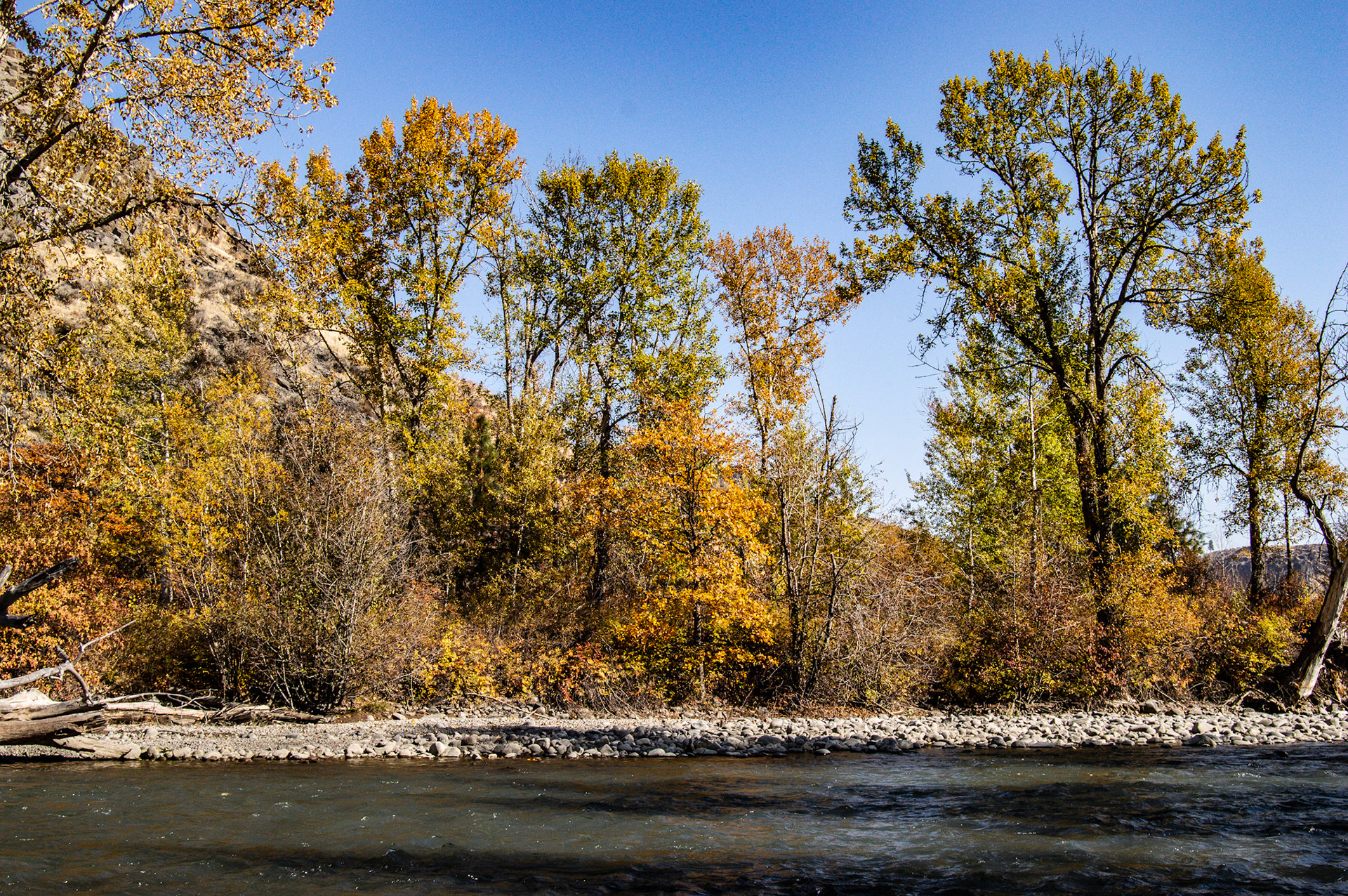 View of Cottonwoods, Tieton River Nature Trail OCWA