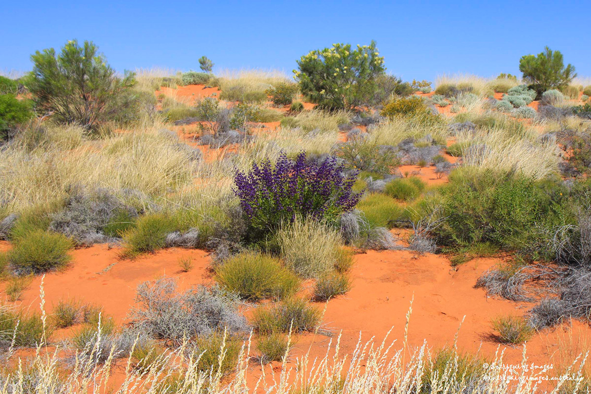 Intriguing Images Pilbara region, Western Australia
