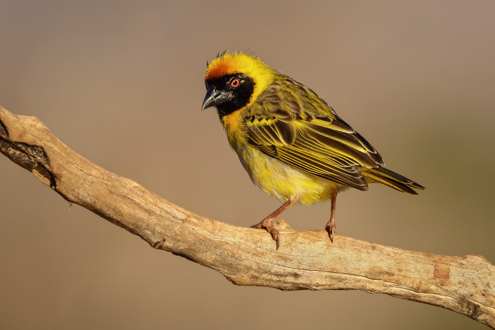 Alan Jones Photography - Birds of Kwa-Zulu Natal 1