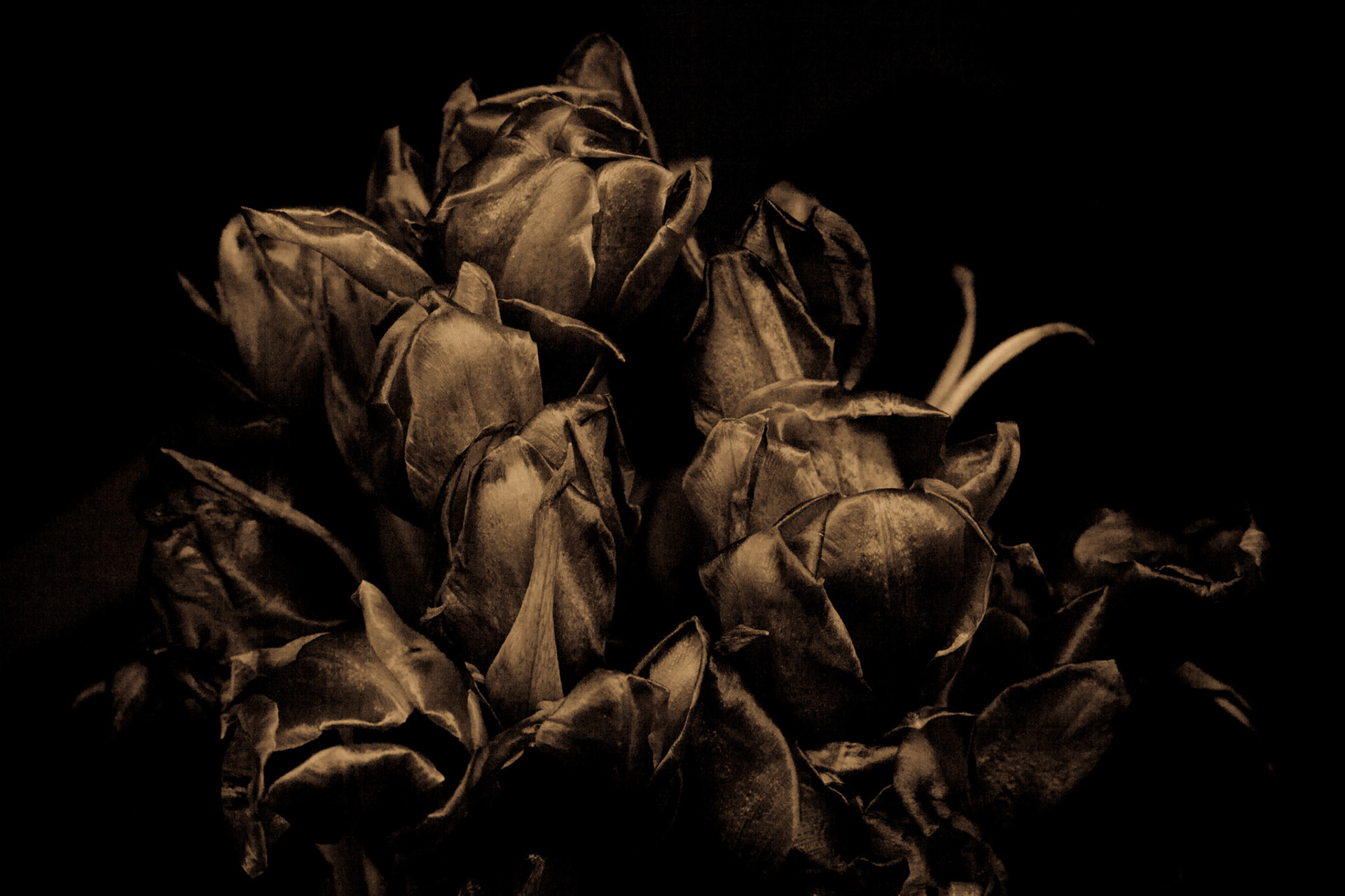 Damien McGuinness - Still Life