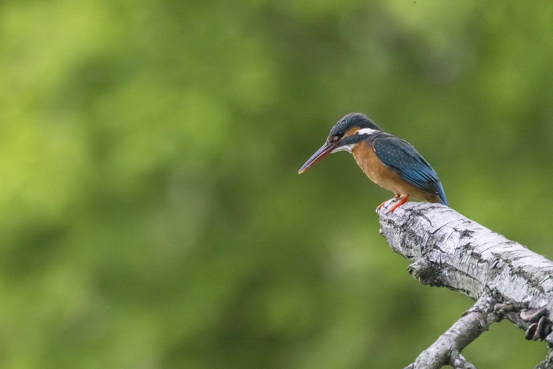 カワセミ メス kingfisher 広袴公園