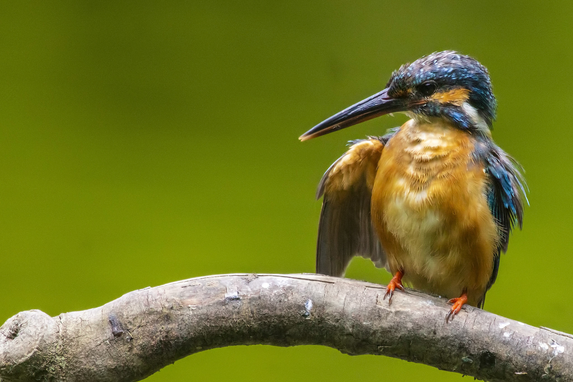 カワセミ メス kingfisher 薬師池公園