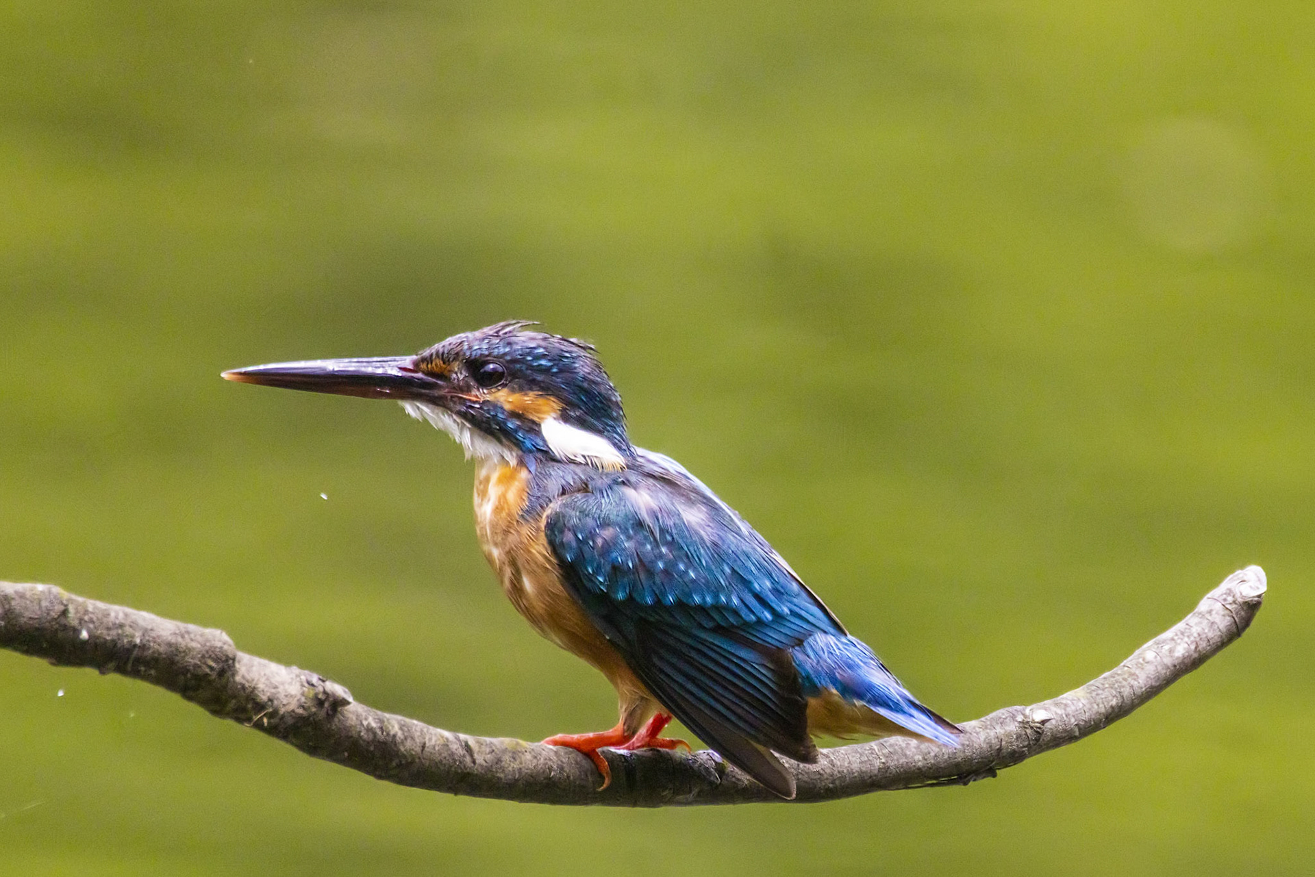 カワセミ メス kingfisher 薬師池公園