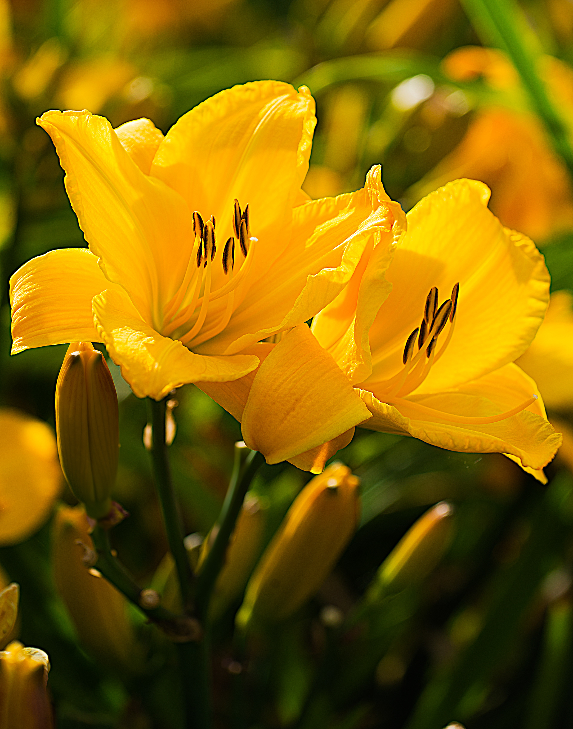 Flowers 1