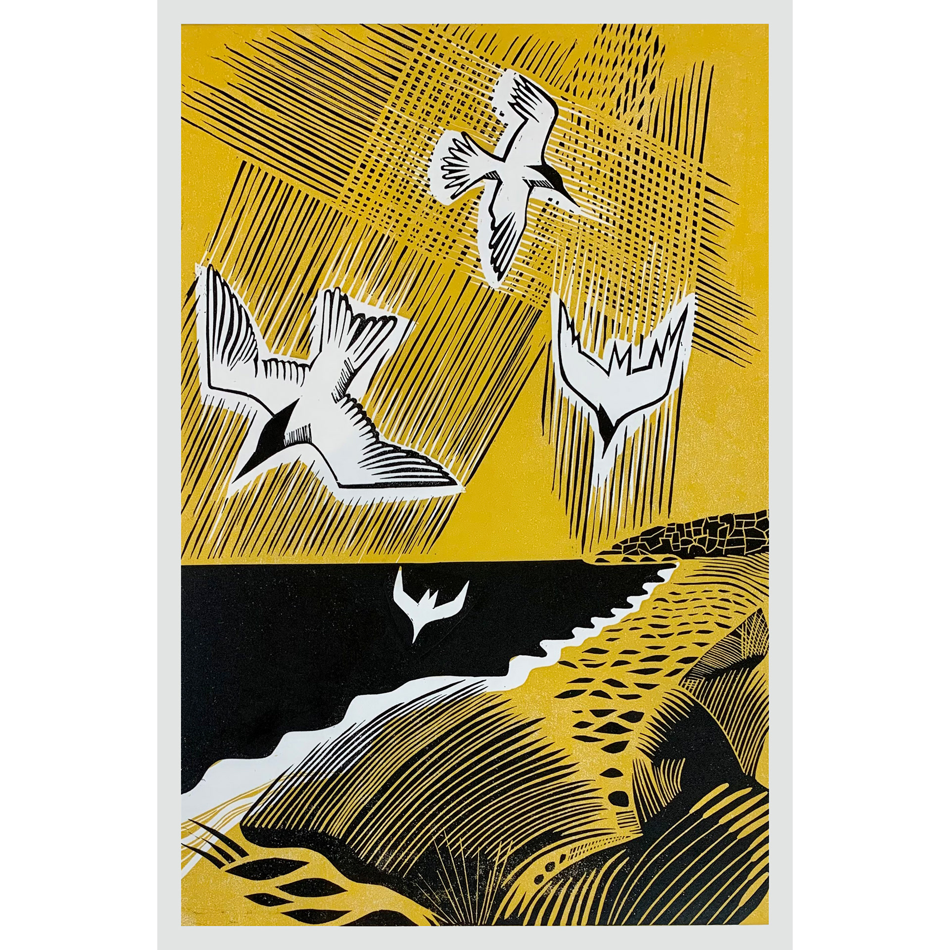 Terns £80