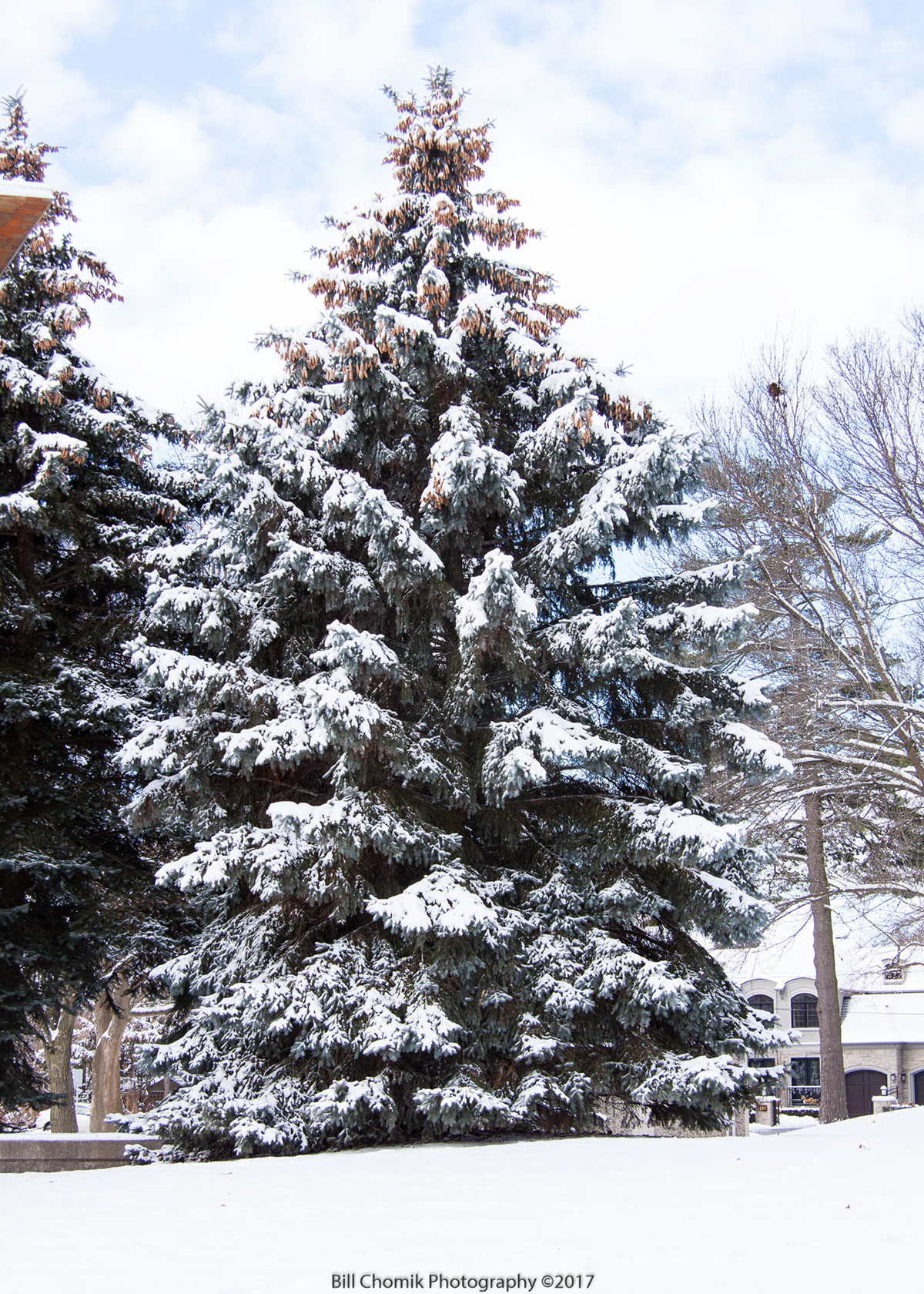 Bill Chomik Photography - Winter in Oakville